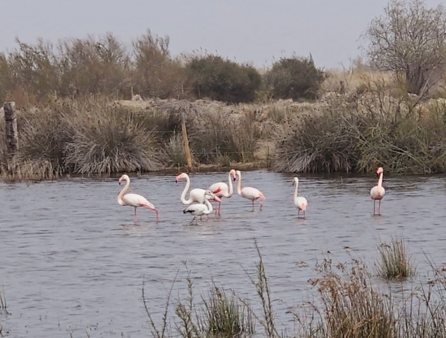  Los flamencos rosados le esperan 