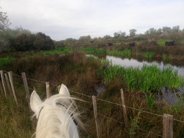 Pbaños a caballo en Saintes Maries de la Mer 