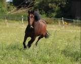 Paseo a caballo de 2 horas en L'Isle Adam