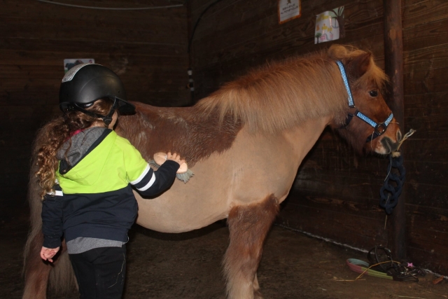  Cuidado del pony Shetland 