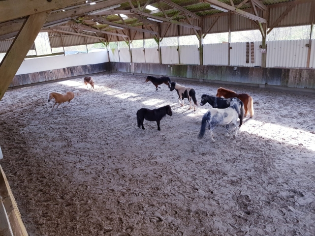 Ponis en la escuela de equitación de L'Isle Adam 