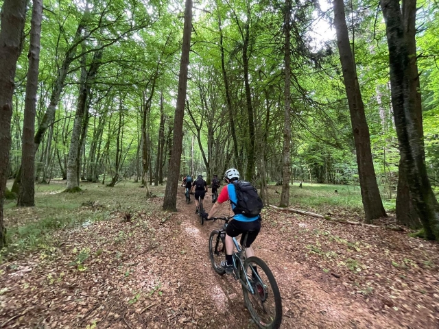  Paso por el bosque 