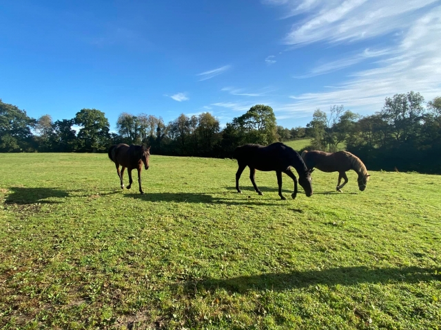  Nuestros caballos en los prados 