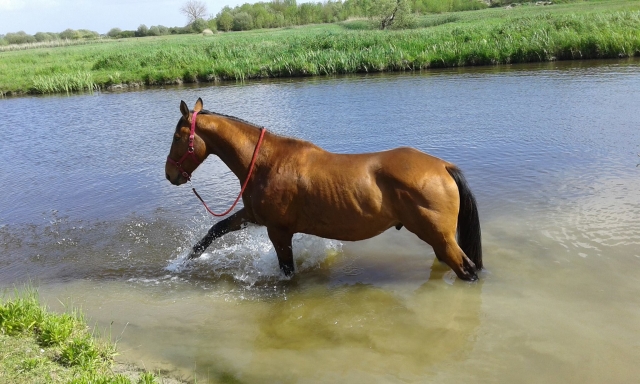 Nuestros caballos aman el agua
