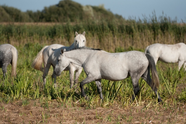  Nuestros caballos cerca de Saint Jean de Monts 