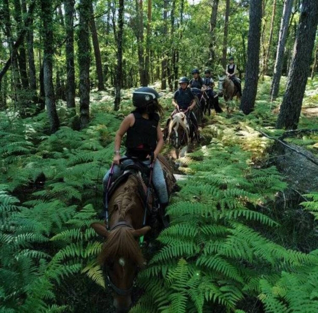  Paso por el bosque duranle el paseo a caballo 