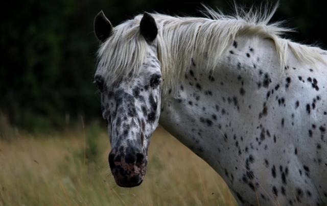  Caballo moteado de paseo