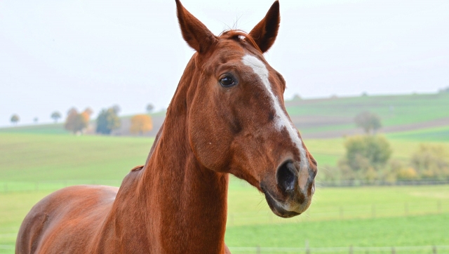  Nuestro caballo le espera para dar un paseo 