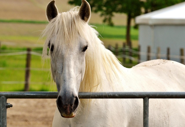  Precioso caballo blanco en Saint-Loup-Hors 