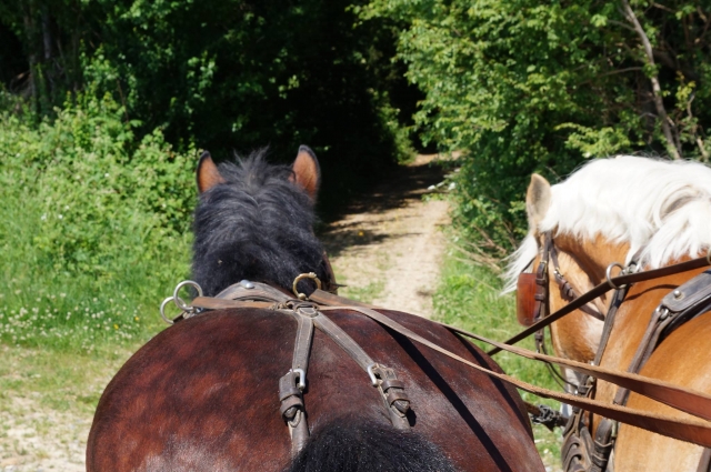  Paseo en carruaje por Picardía 