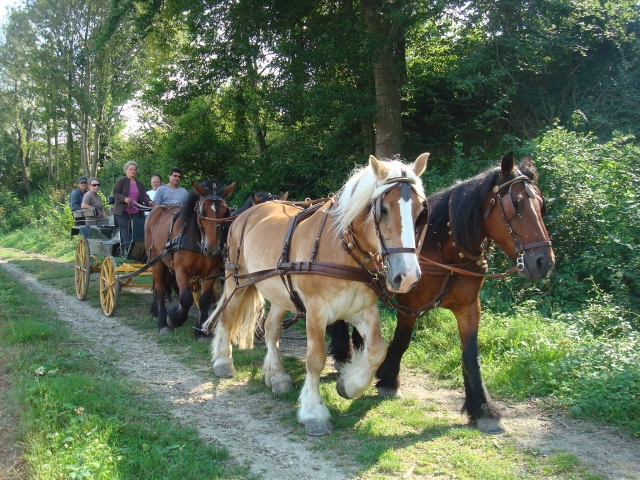  Descubrimiento de los paisajes naturales del Aisne en carruaje 