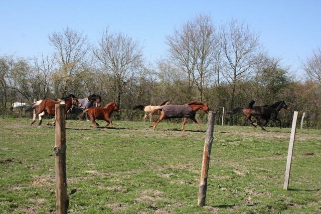  Pequeña carrera entre nuestros equinos 