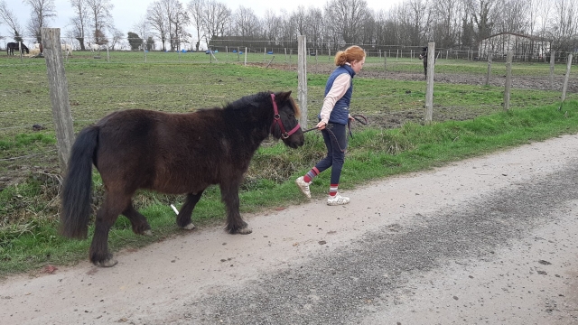  El pony está listo para el paseo