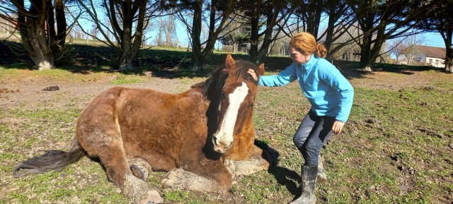 Precioso caballo descansando en Pays de la Loire 