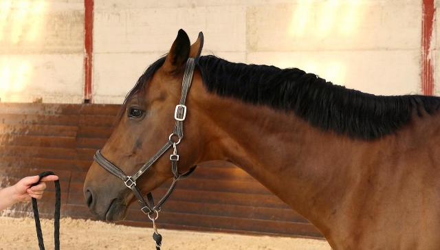  Bonito caballo del centro ecuestre 