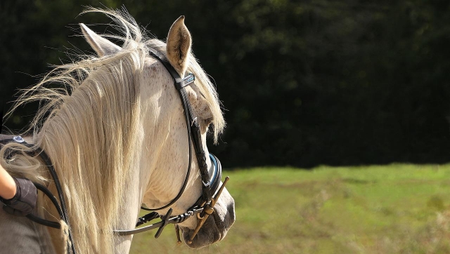  Pbaños a caballo en Courgenard 