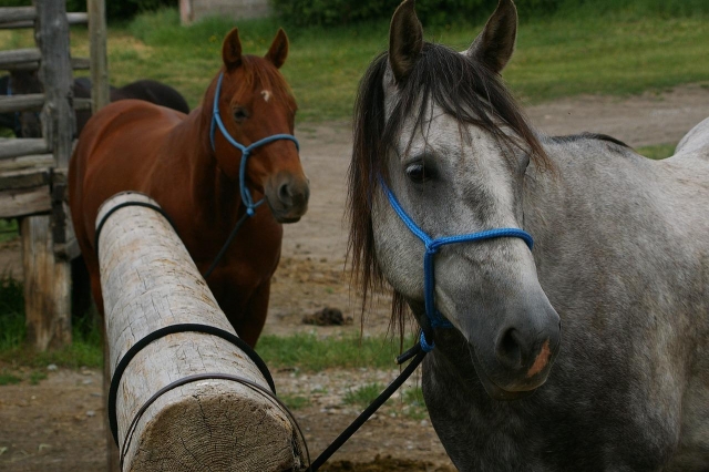  Los caballos del centro ecuestre 