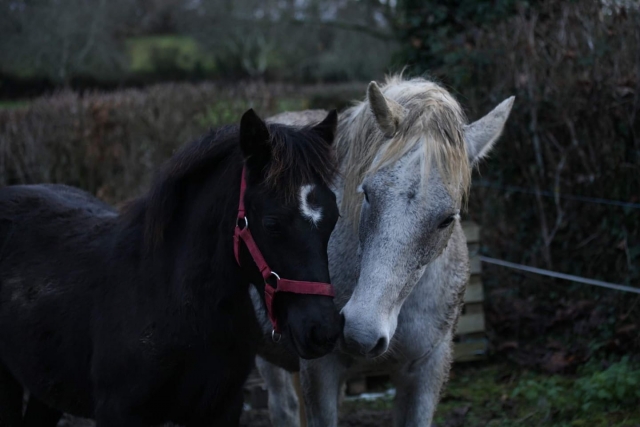  Complicidad entre nuestros caballos
