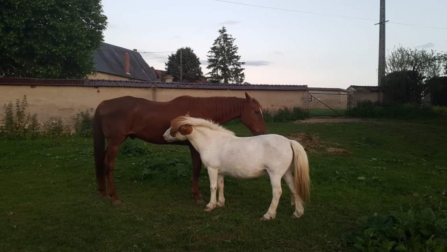  Tiempo de descanso para los caballos de Nièvre 