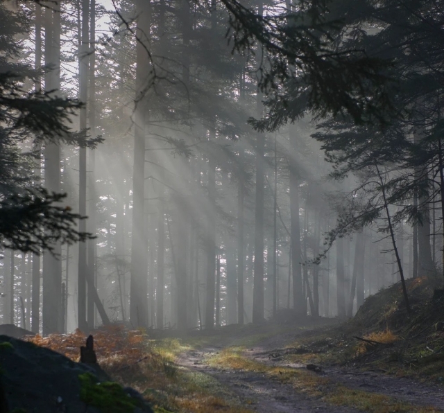  La belleza de los bosques 'Alsacia