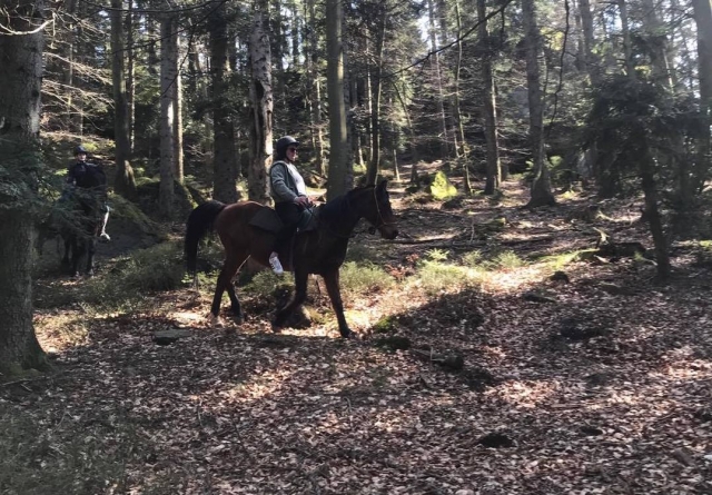  Paseo en el bosque salvaje 