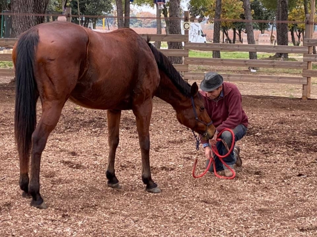  Paseo a caballo en Vaucluse 