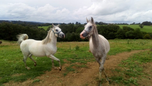 Los caballos se divierten después del paseo 