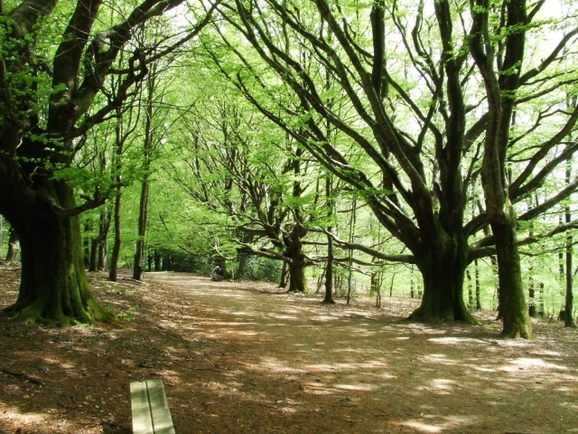 Bosque de árboles altos 