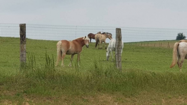 Los caballos descansan en los prados que rodean la granja 