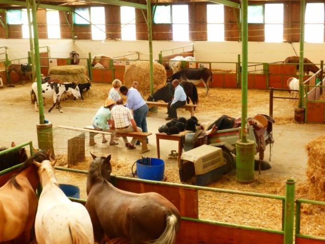  Preparando los caballos antes del paseo a caballo 
