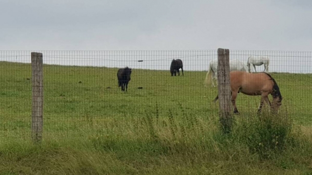  Los ponis dobles en los campos cerca de Doullens 