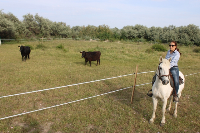  Posar con los toros de la región 
