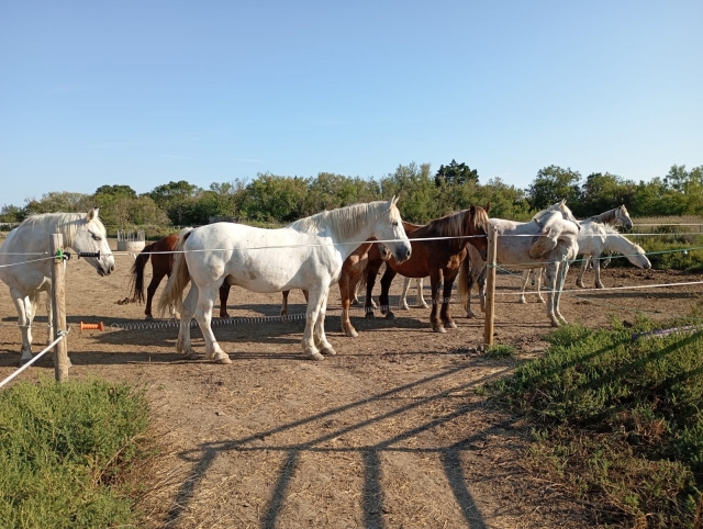  Los caballos de Camarga le esperan 