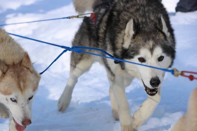  Nuestros huskies se divierten en la nieve