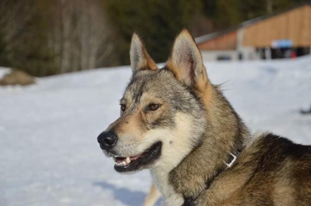  Uno de nuestros perros esquimales