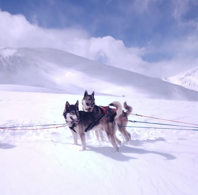  Mushing en el corazón de los Pirineos Orientales 