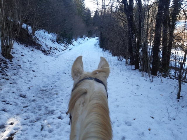  Paseo en trineo de caballos en invierno 