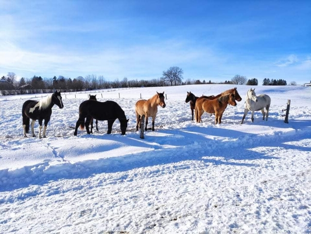  A nuestros caballos les encanta la nieve