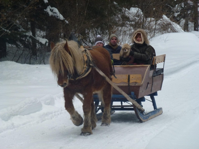 Paseo en trineo de caballos por el Jura 