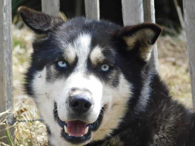  El husky siberiano 