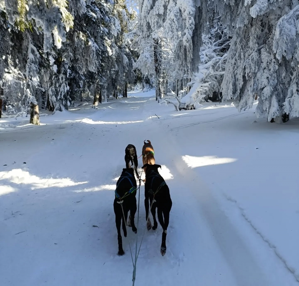 Primera vez haciendo mushing en Bromont Lamothe Primera vez haciendo mushing en Bromont Lamothe