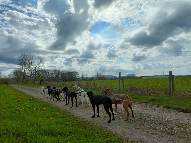 Disfruta de una experiencia canina en Puy-de-Dôme 