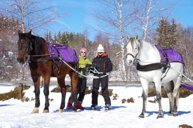 Listo para una iniciación al skijoring 