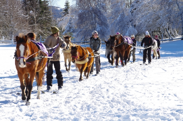  Sesión de skijoring en grupo 