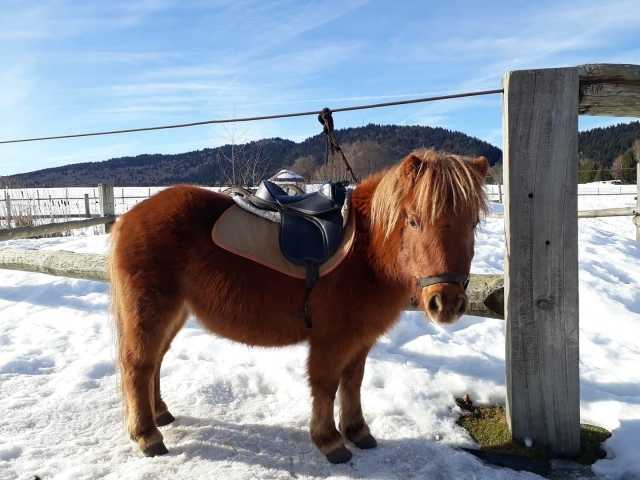 Nuestro pequeño pony le espera 