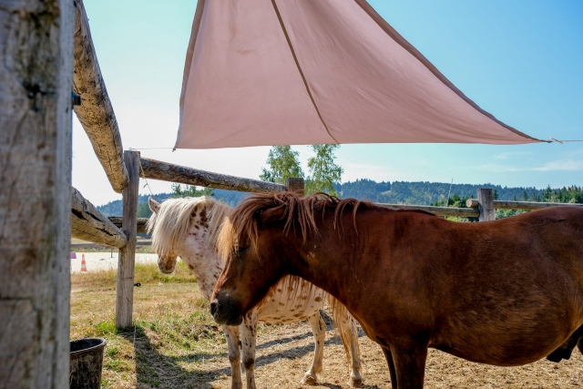  Nuestros equinos en completa relajación 
