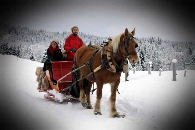  Paseo atemporal en un trineo jalado por caballos 