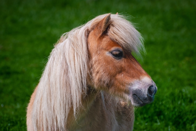  Nuestros ponis están esperando a tus pequeños 