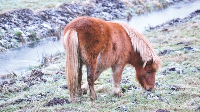  Descanso para nuestro pony 