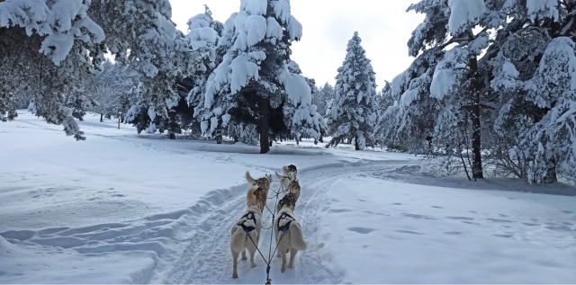  ¡Bautismo de mushing en marcha! 